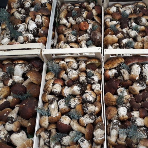 Funghi per l'ingrosso