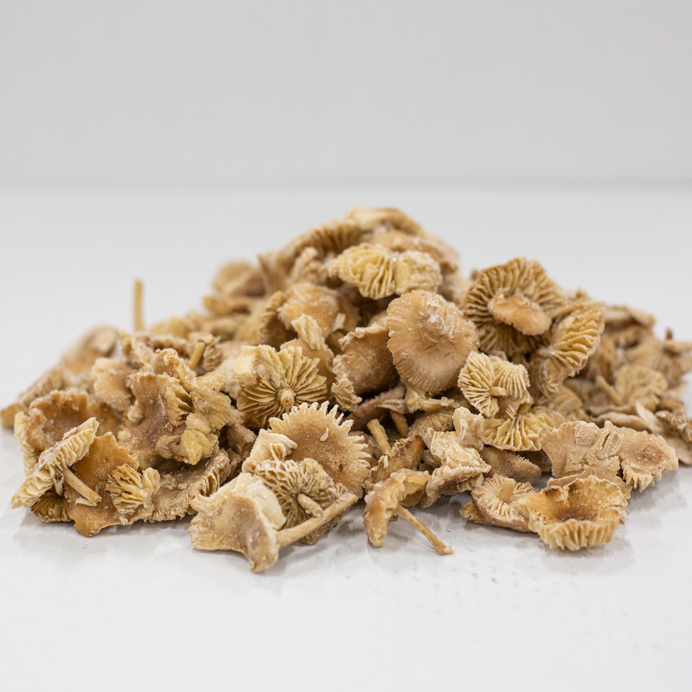 marasmius_congelati_2